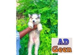 Show Quality Sibren Husky Male And Female Pupies Avalible